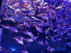 -海合安成都极地海洋公园