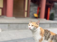 -西安大兴善寺