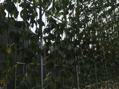 -北戴河集发农业梦想王国