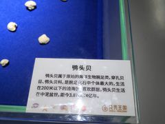-贝壳王国博物馆