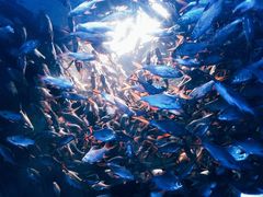 -成都浩海立方海洋公园