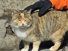 -秦岭终南山世界地质公园翠华山景区