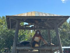 -西霞口神雕山野生动物世界