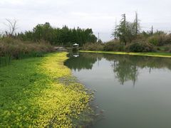 -桤木河湿地公园