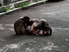 -苏州上方山国家森林公园