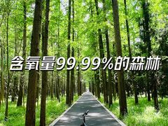 -东平国家森林公园