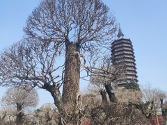 -西海子公园