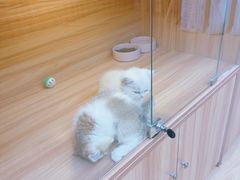 -猫十亿·布偶金渐层·曼基康矮脚猫舍(青年路店)