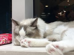 -飞行喵MR PILOT|猫舍·猫咖(静安大融城店)