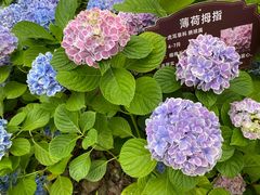 -临平公园(临平街道)