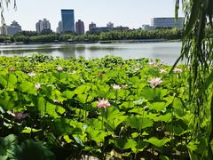 -莲花池公园