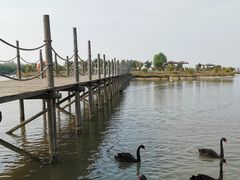 -池杉湖湿地公园