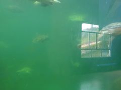 -广东惠东海龟国家级自然保护区