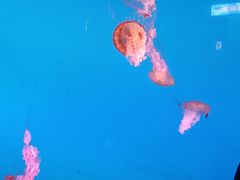 -太平洋海底世界