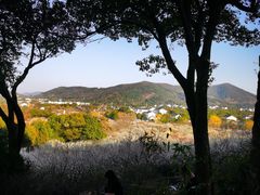 -香雪海
