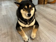 -柴迷FANS CLUB·柴犬狗咖·猫咖