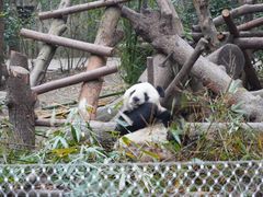 -成都大熊猫繁育研究基地