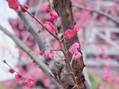 -洋湖国家湿地公园