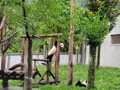 -卧龙中华大熊猫苑神树坪基地
