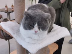 -共舞时光猫咖·狗咖(新街口店)
