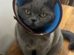 -是阿柴呀！柴犬咖啡·爱喵喵猫咖