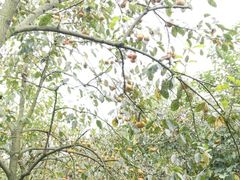 采摘甜脆柿-武汉世外桃源农庄