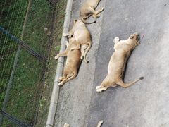 -大连森林动物园