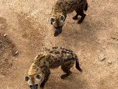-西霞口神雕山野生动物世界