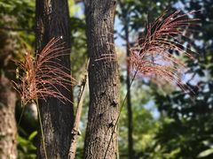 -南宁良凤江国家森林公园