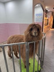 -Moni星球萌宠·小马宝莉·灵蛇·高端高阶全萌宠互动体验俱乐部(红豆国际广场店)