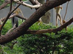 -合肥野生动物园