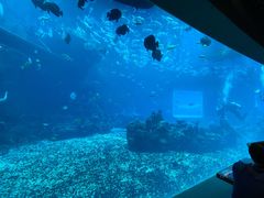 -海棠湾洲际-涛·海底餐厅·美人鱼·自助餐·海底隧道