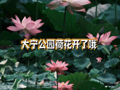-大宁公园