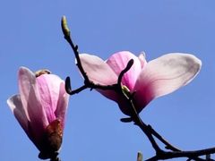 -陆家嘴中心绿地