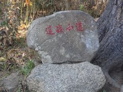 DSC06448-五营红松林海景区