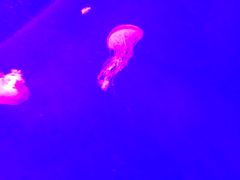 -瑞普利水族馆