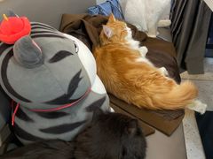 -喵园·猫主题咖啡厅·撸猫·猫咖(国贸店)