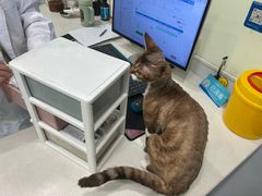 -艾吉宠物医院·疑难杂症转诊中心·猫友好(碧江路院)