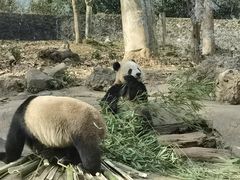 -都江堰中华大熊猫苑