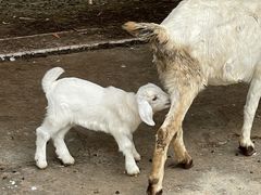 -J Create城市露营咖啡·简餐·宠物(上海动物园店)