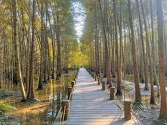 -桤木河湿地公园