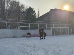 -沈阳奥体冰雪嘉年华