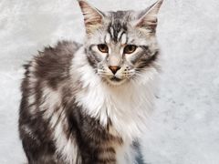 -瞄一喵猫咖(格力海岸店)