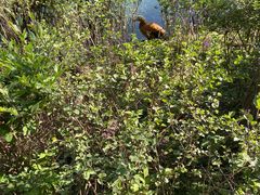 -长白岛森林公园