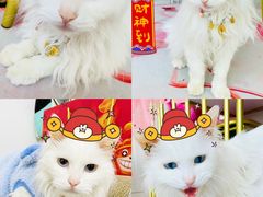 -帕帕拉兹宠物(亚洲旗舰店)