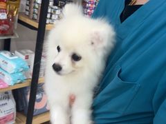 -佳雯宠物医院·皮肤科·内外科(春晓路分院)