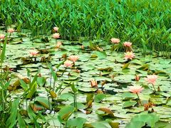 -西溪国家湿地公园