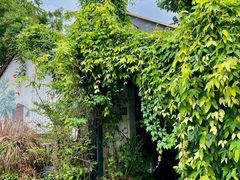 -植觉