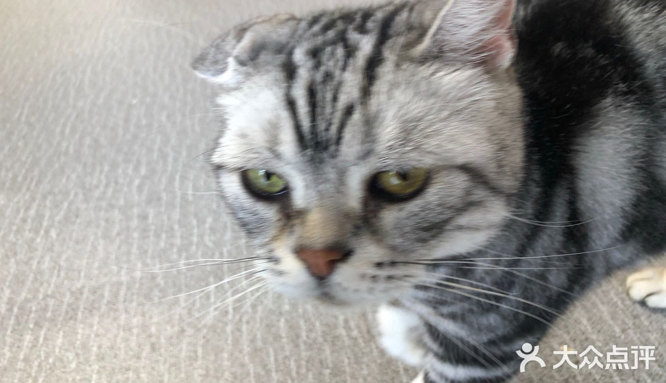 臭脸大哥/臭脸小妹，其实巨粘人