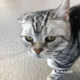 臭脸大哥/臭脸小妹，其实巨粘人